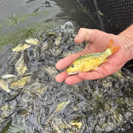 Boxed coarse fish for fishery and pond stocking