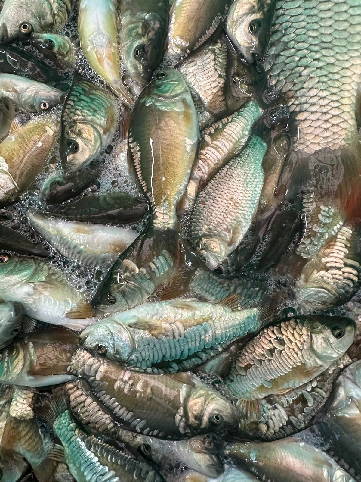 Mirror and Ghost Carp available from Babylon Fish Farm