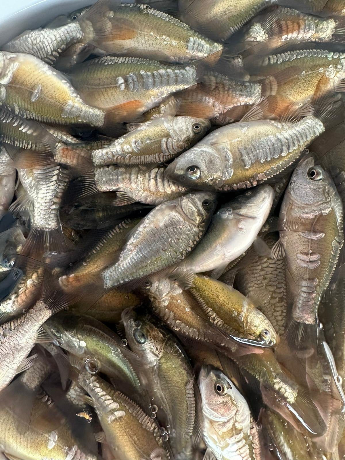 recently boxed coarse fish delivery for new client in yorkshire