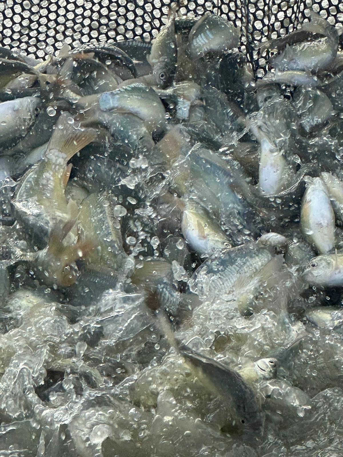 recent order of boxed coarse fish being packaged ready for delivery