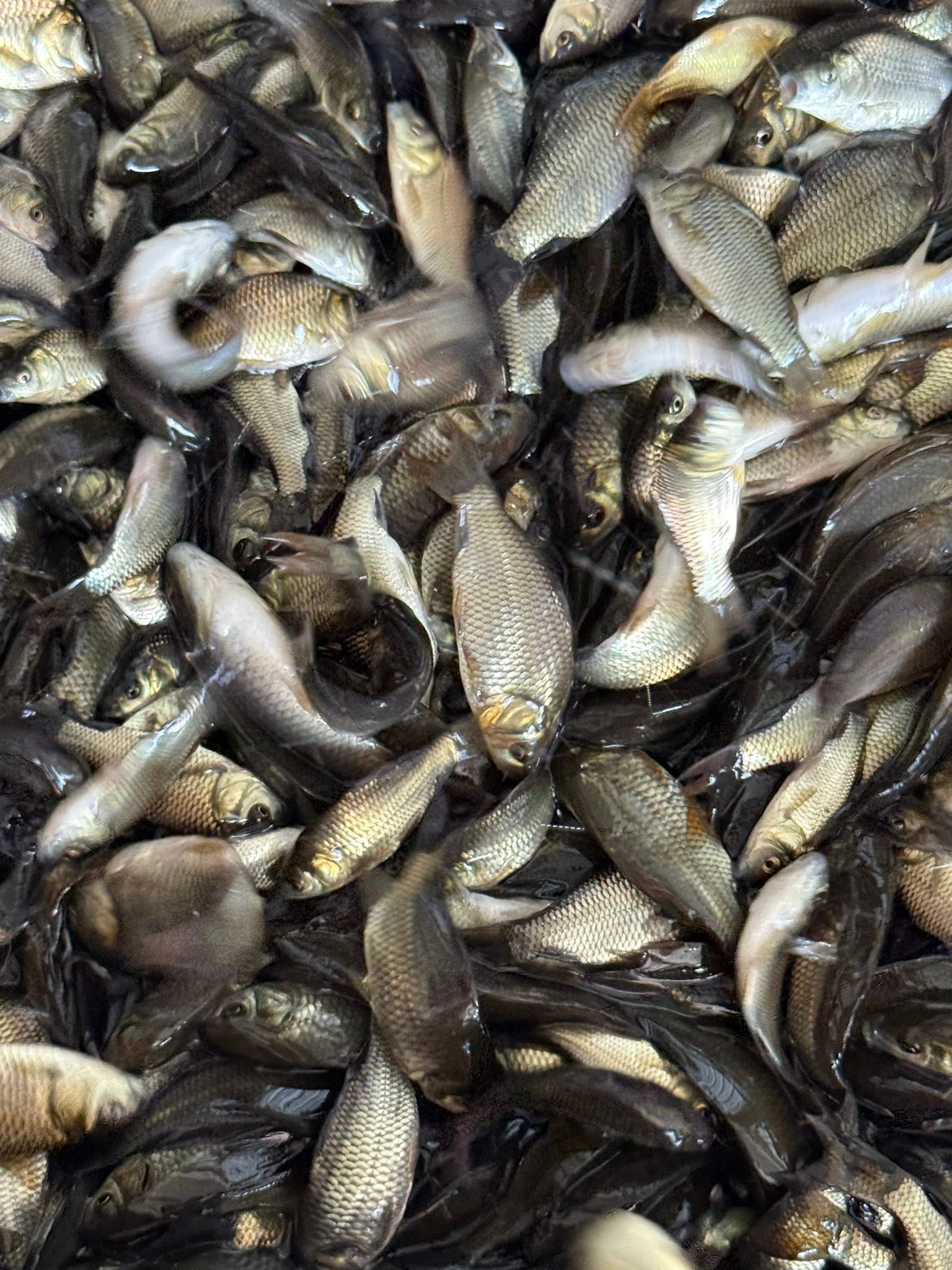 F1 Carp available from Babylon Fish Farm